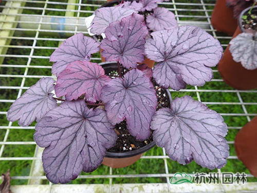 彩运网(中国游)官方网站