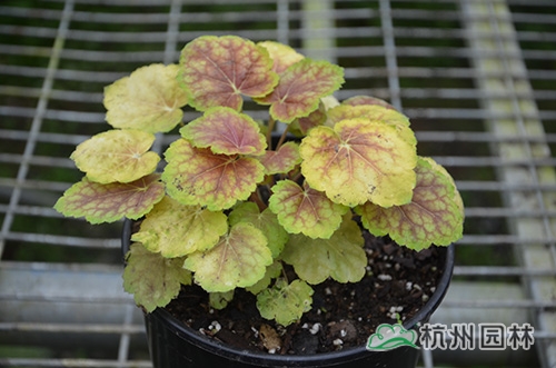 彩运网(中国游)官方网站