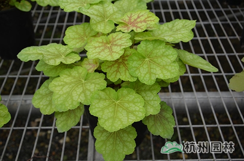 彩运网(中国游)官方网站