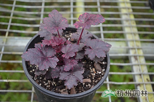 彩运网(中国游)官方网站