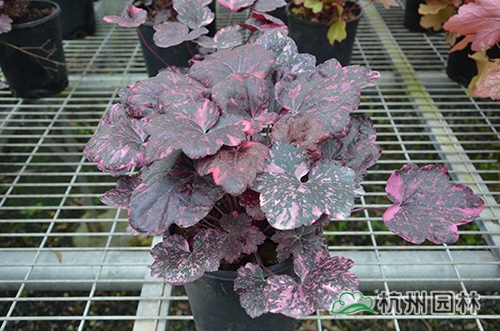 彩运网(中国游)官方网站