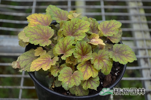 彩运网(中国游)官方网站