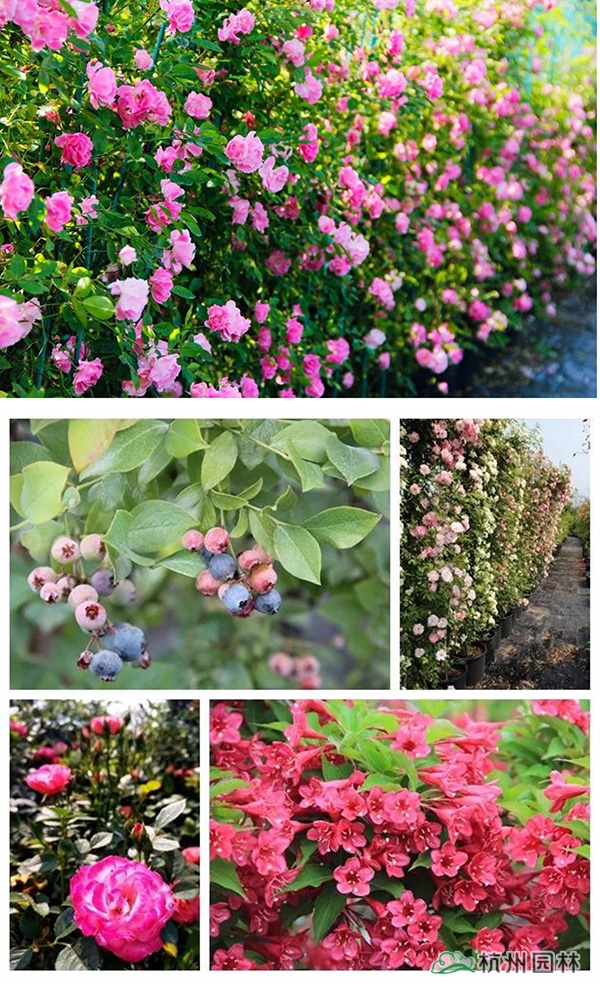 彩运网(中国游)官方网站