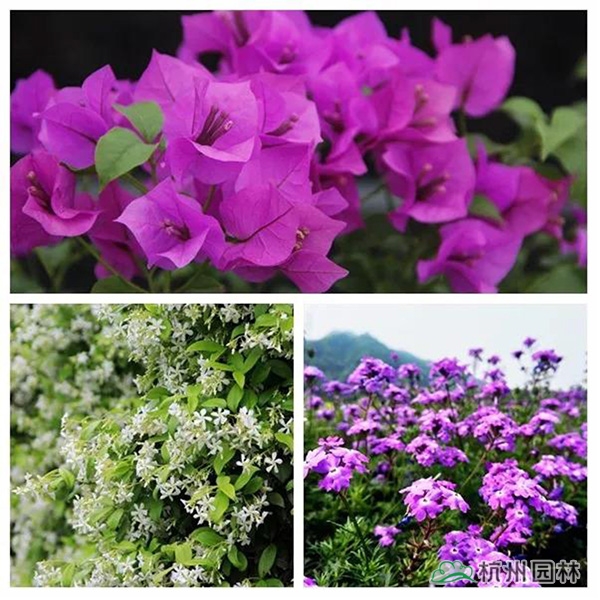 彩运网(中国游)官方网站