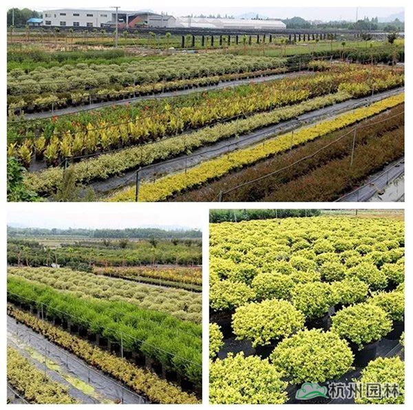 彩运网(中国游)官方网站