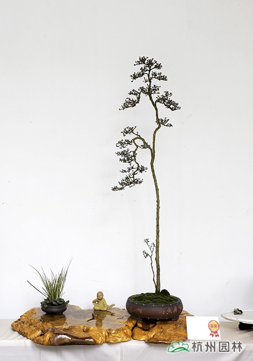 彩运网(中国游)官方网站