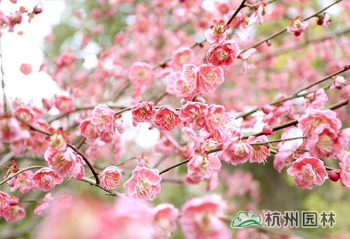 彩运网(中国游)官方网站