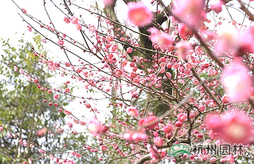 彩运网(中国游)官方网站