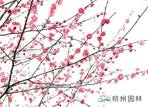 彩运网(中国游)官方网站