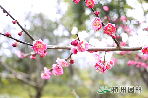 彩运网(中国游)官方网站