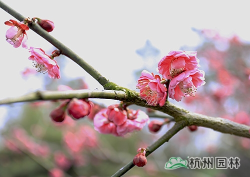 彩运网(中国游)官方网站