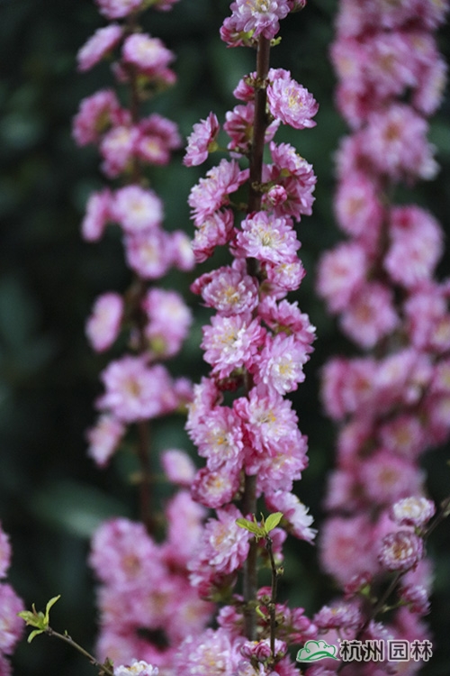 彩运网(中国游)官方网站