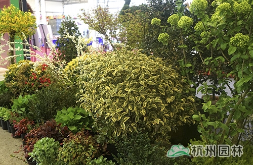 彩运网(中国游)官方网站