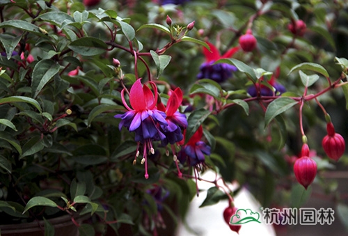 彩运网(中国游)官方网站