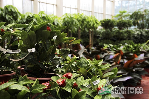 彩运网(中国游)官方网站