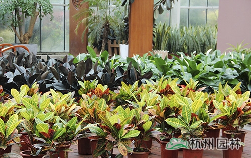 彩运网(中国游)官方网站