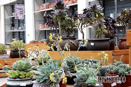 彩运网(中国游)官方网站