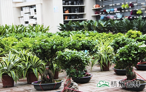 彩运网(中国游)官方网站